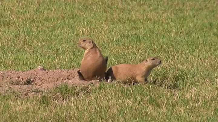 Prairie dogs in Midland 720