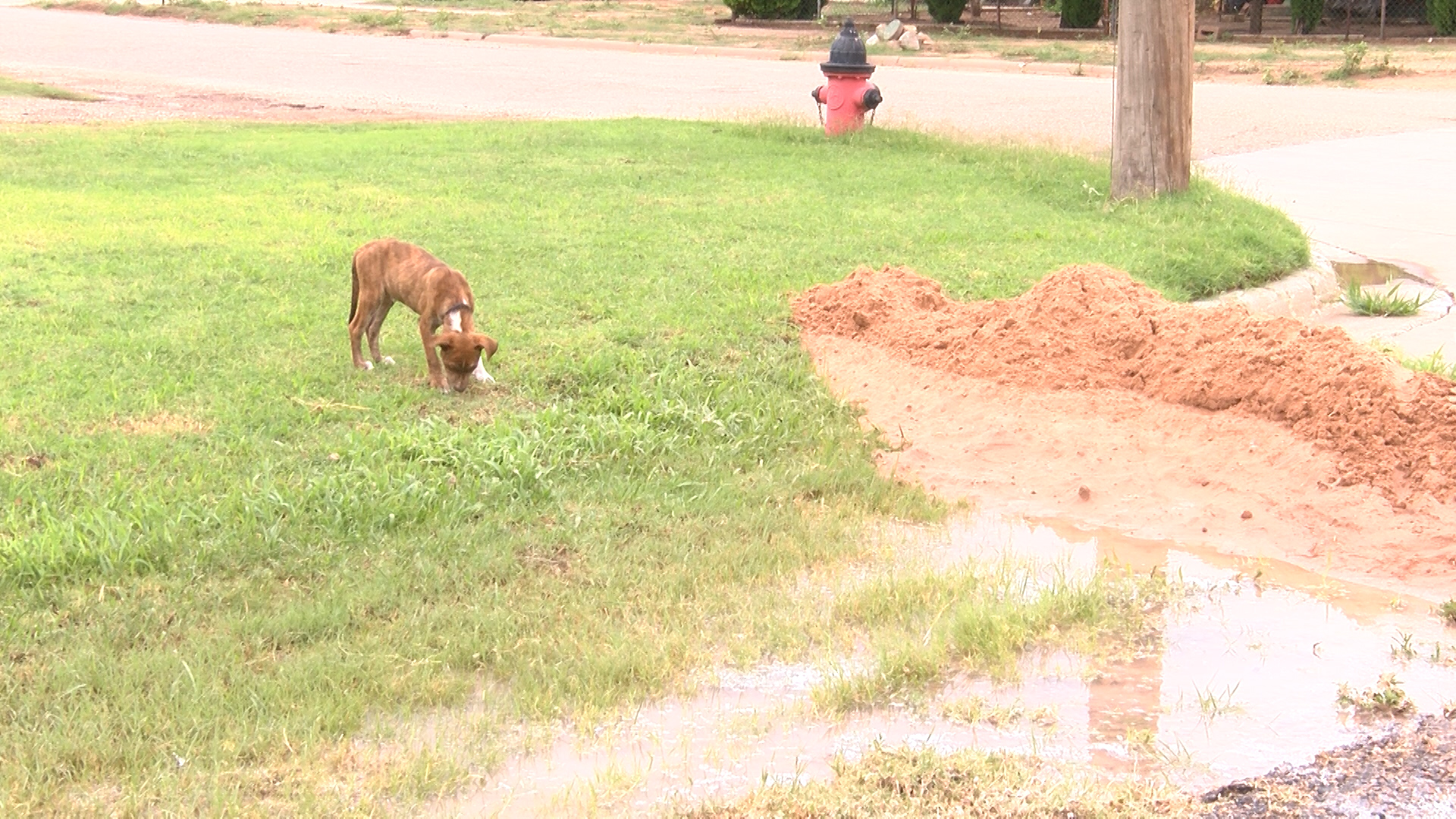 puppy sewer water_1436400453454.jpg