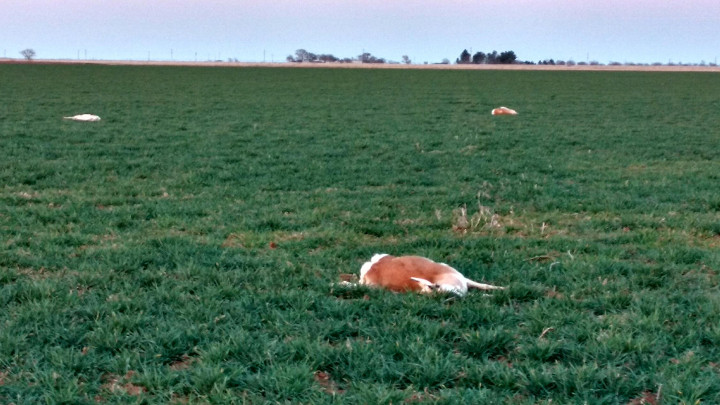 Three Pronghorn Deer Shot & Killed in Bailey County (2-21-16)