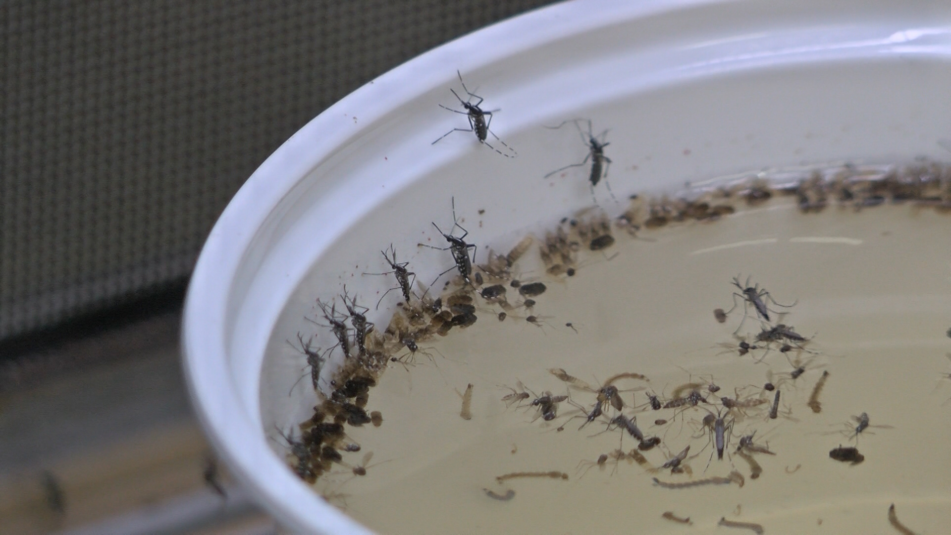 aedes_1454468316916.jpg