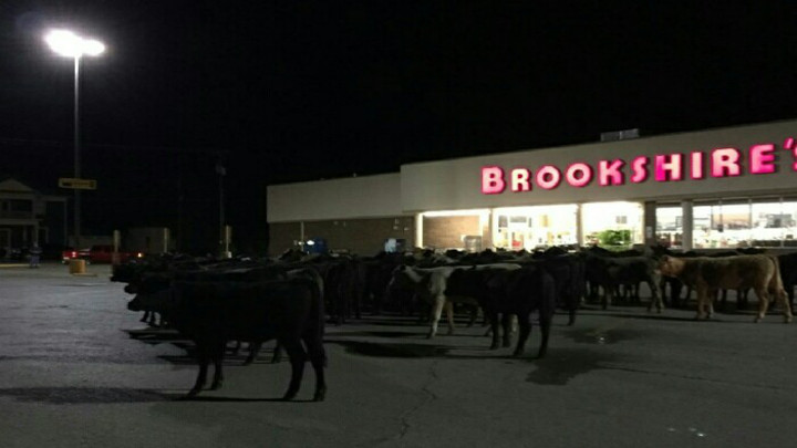 Cattle Take Over Sweetwater Grocery Store, Photo 1 (5-7-16) - 720