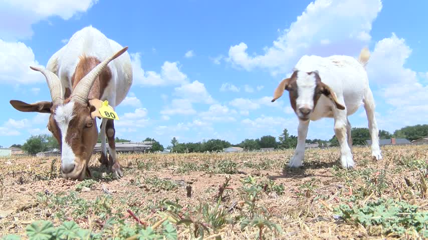 Murdered Goats Being Replaced_74066935-159532