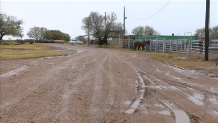 Horses Shot in Throckmorton County - 720