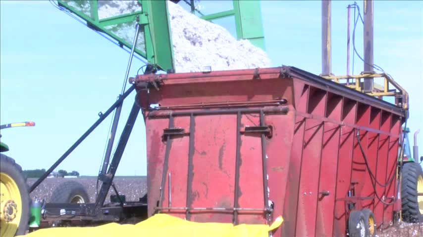 South Plains Farmers Kick Off Cotton Harvest_05921705-159532