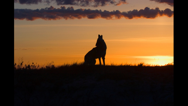Coyotes in Wichita Falls - 720