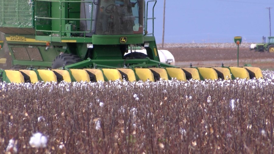 Lubbock Cotton