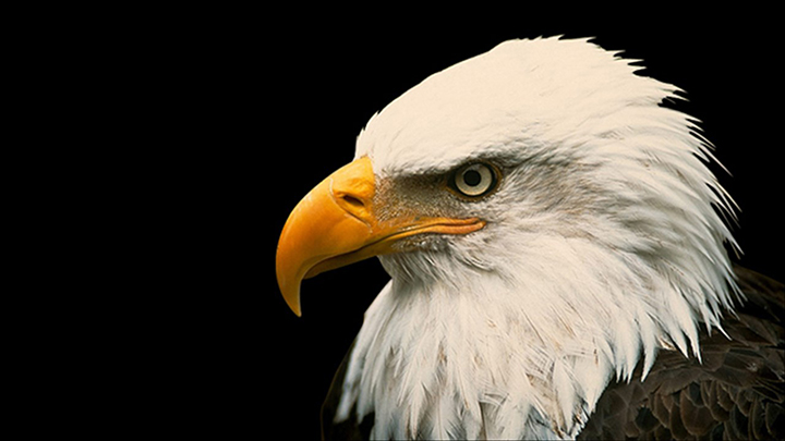 Bald Eagle Photo - 720