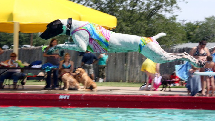 K-9 SplashFest in Lubbock - 720