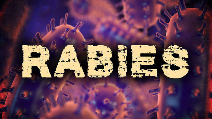 Rabies Graphic - 720