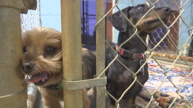 pets rescued from hurricane WATE