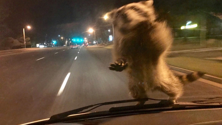 racoon Ridealong 720 WATE