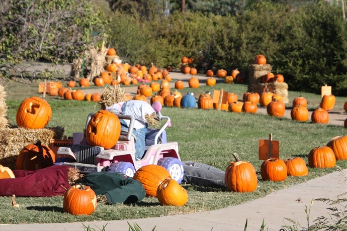 Lubbock Pumpkin Trail_-2122539565858337621