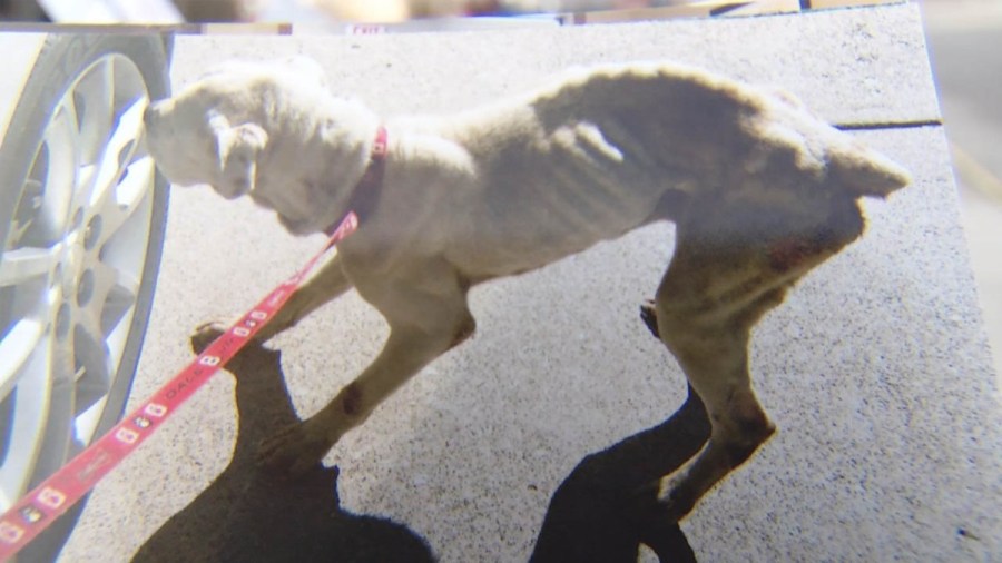 Woman says she faces criminal charges for rescuing starving dog