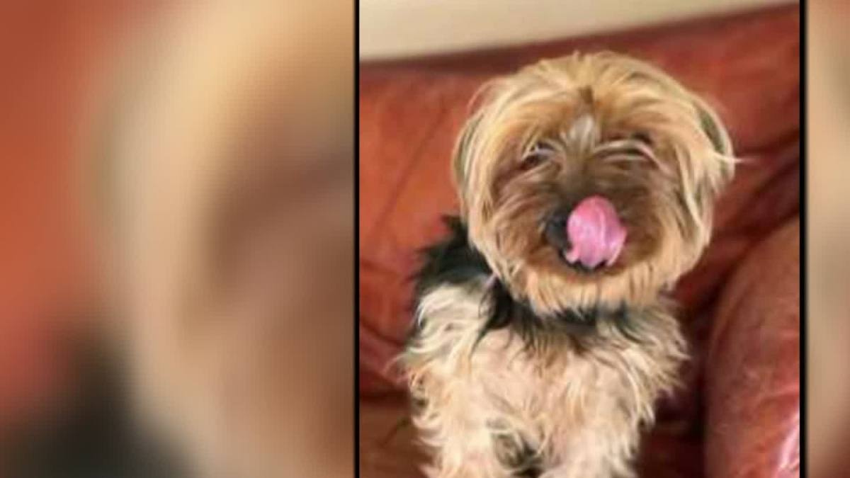 Bailey the Missing Albuquerque Yorkie Dog