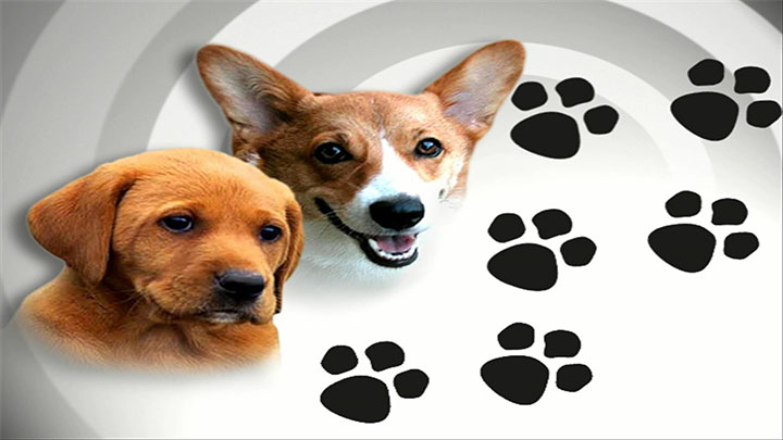 Pet Adoption Graphic, Version 1 - 720