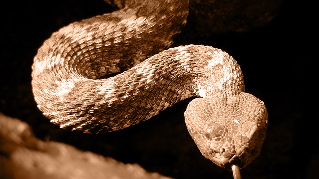 rattlesnake-60170200