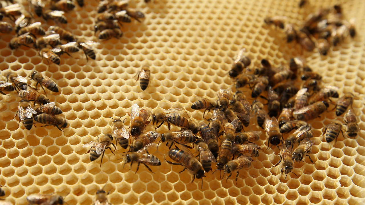 Bees on honeycomb-159532.jpg32542774