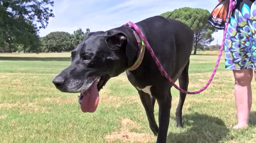 Lubbock residents push for public dog park_05130047