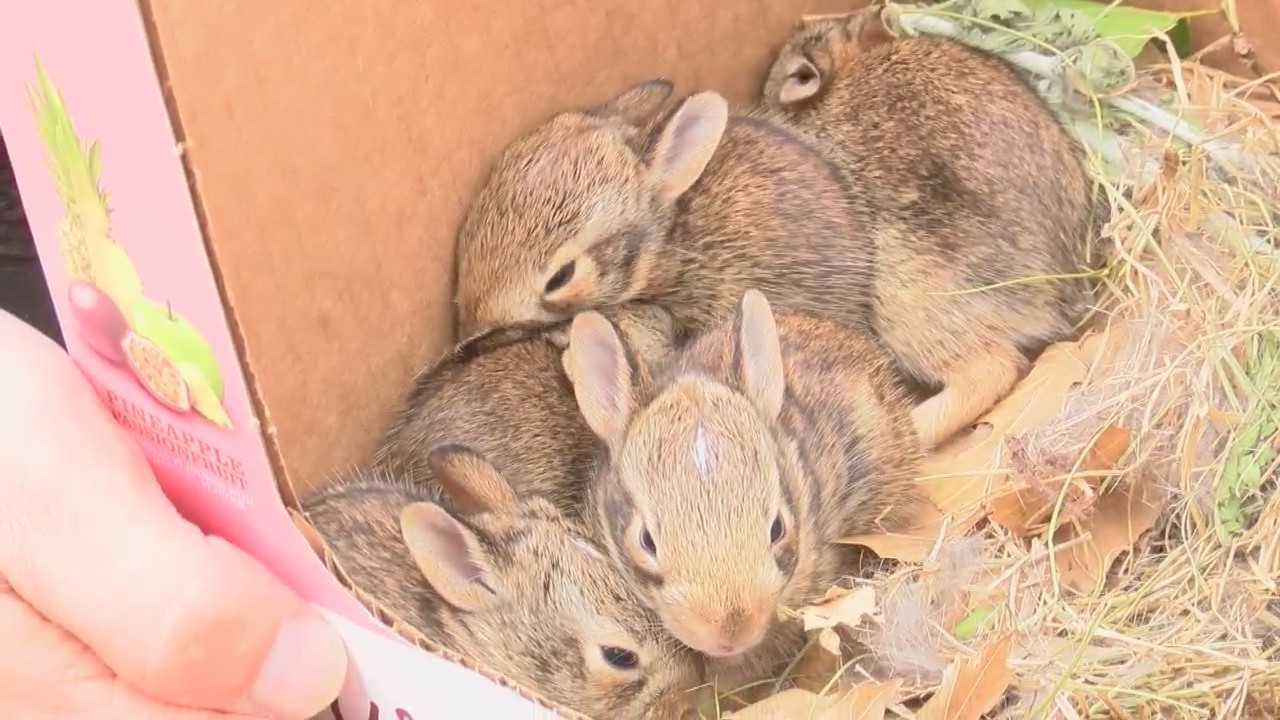 Wildlife_Displaced_by_Storms_0_20180521173805