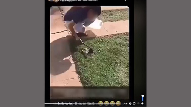 cat abuse