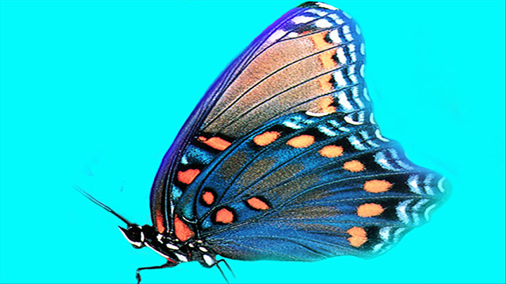 Butterfly Graphic - 720