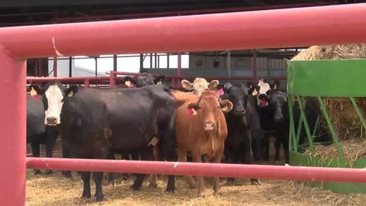 Cattle in West Texas - 720