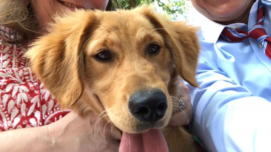 abbott new dog_1528822866784.jpg-846655081.jpg