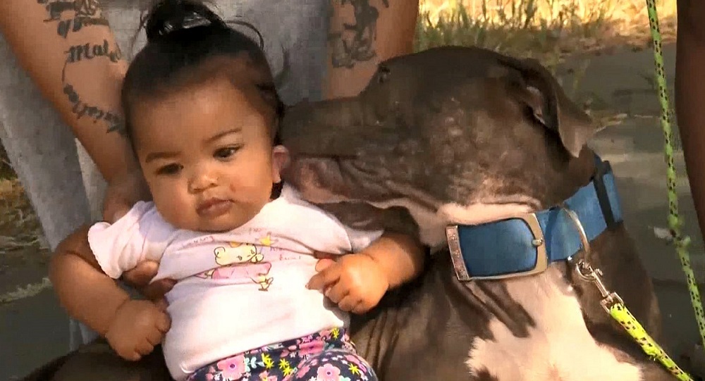 pit bull saves baby_1528587787168.JPG-846652698-846652698.jpg