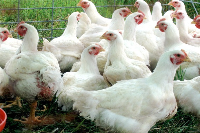 Chickens - 690_8939413234902454168