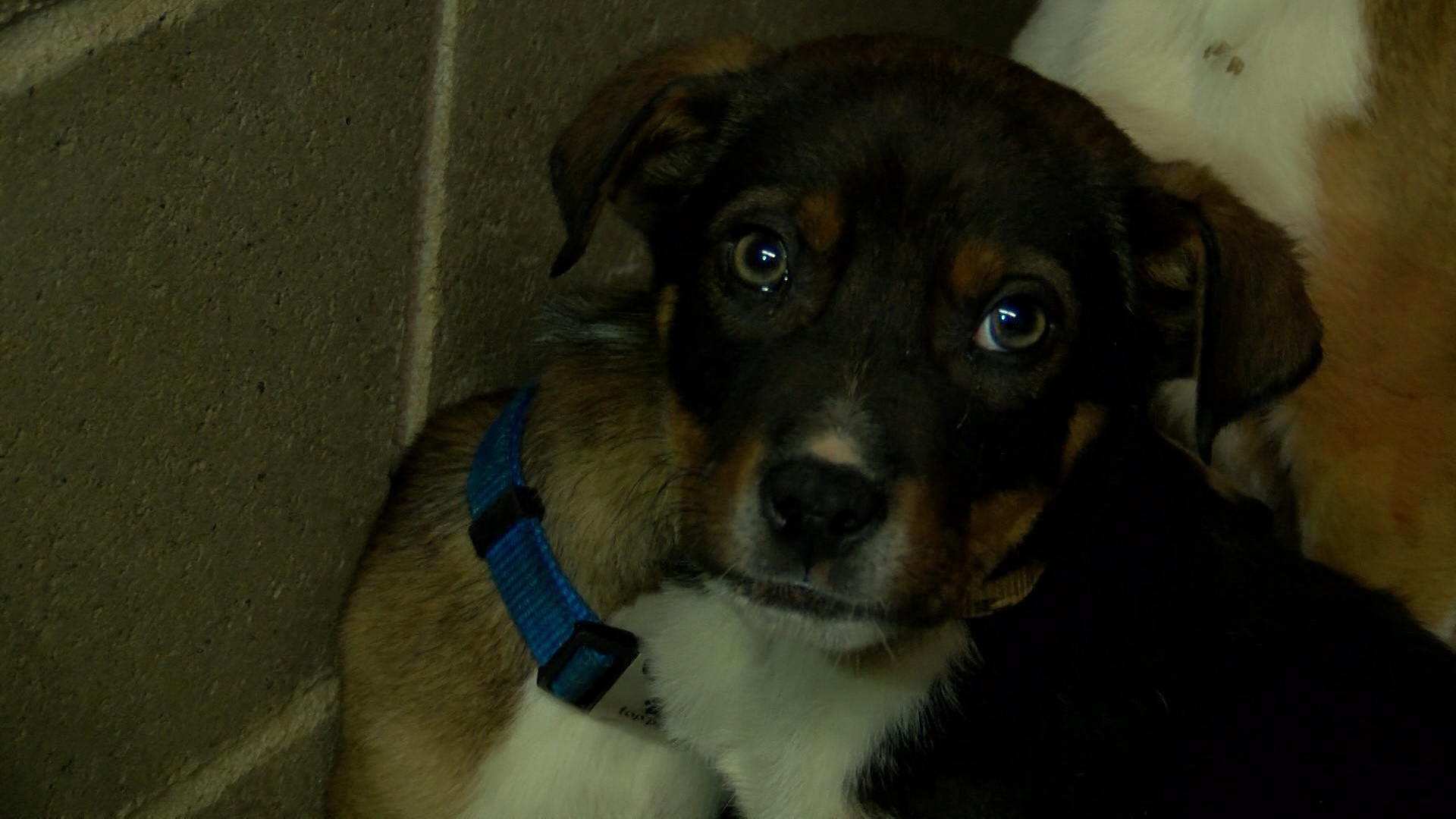 DOG_1550526303148.jpg