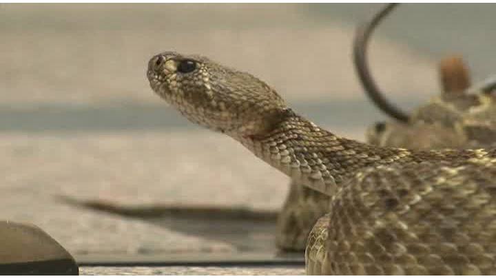 Rattlesnakes_at_Texas_Capitol_7_20190206190818