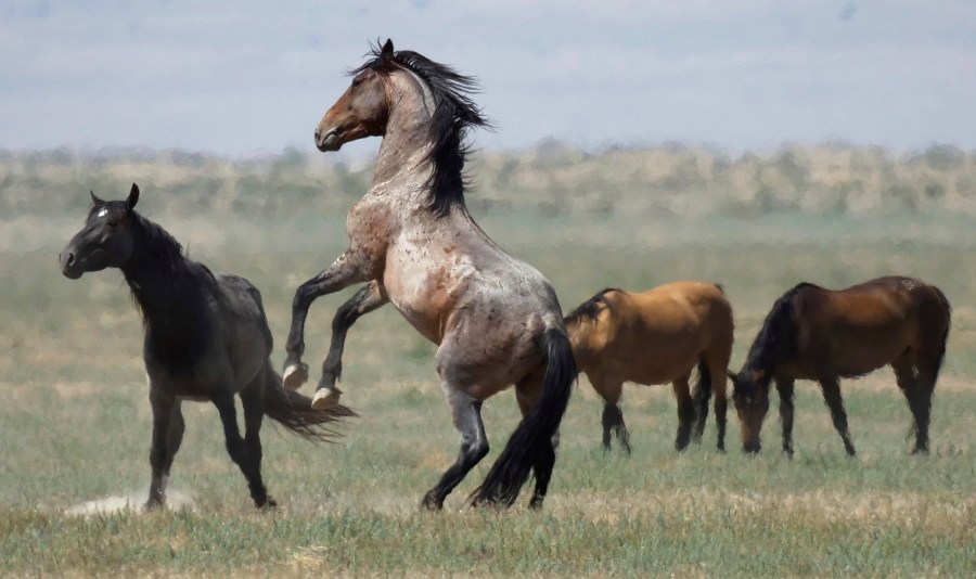 Wild Horse Pastures_1552170184330