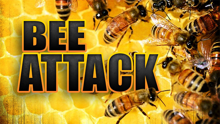 Bee Attack Graphic - 720