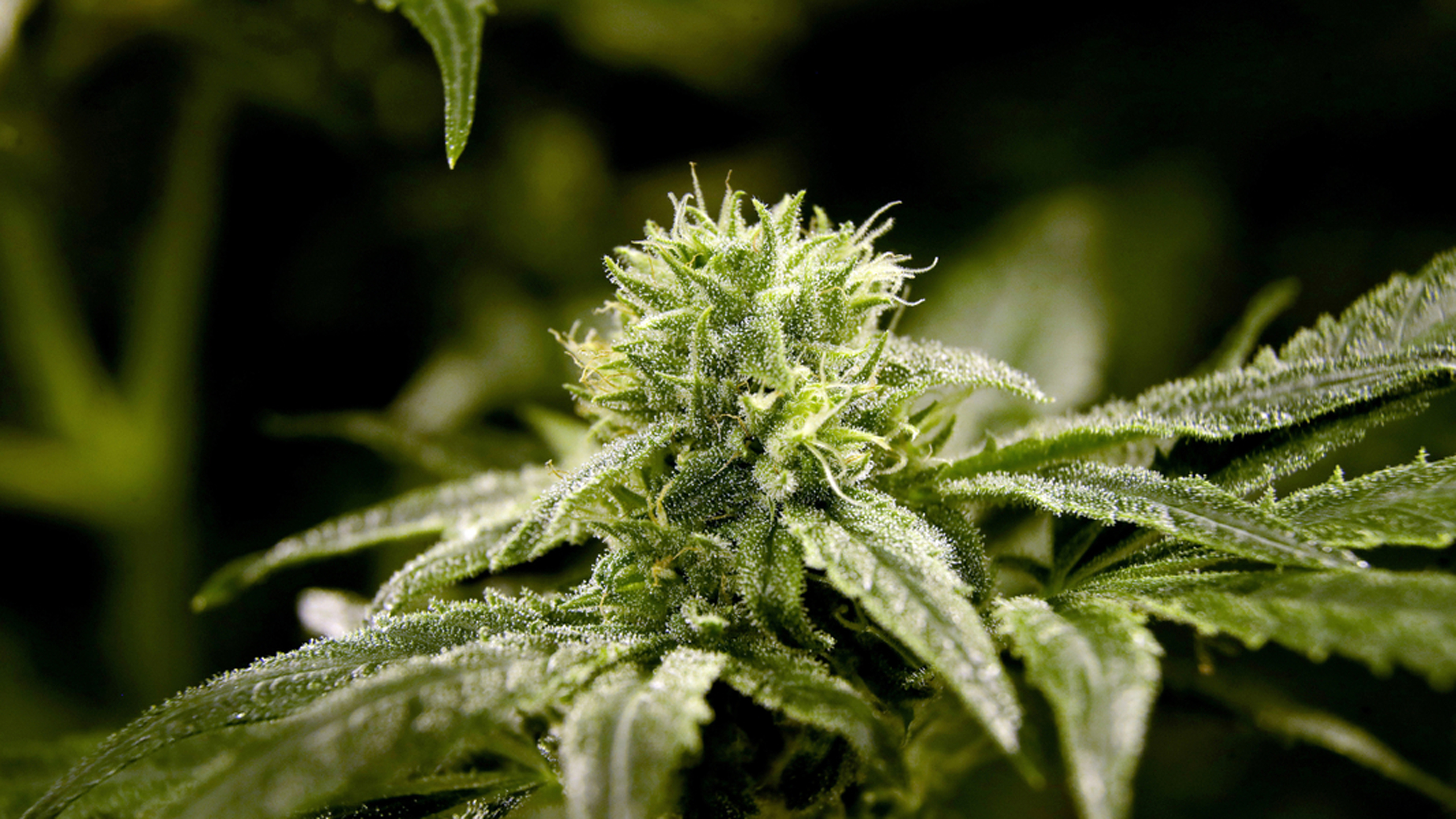 Marijuana Holiday Advertising_1556211676993