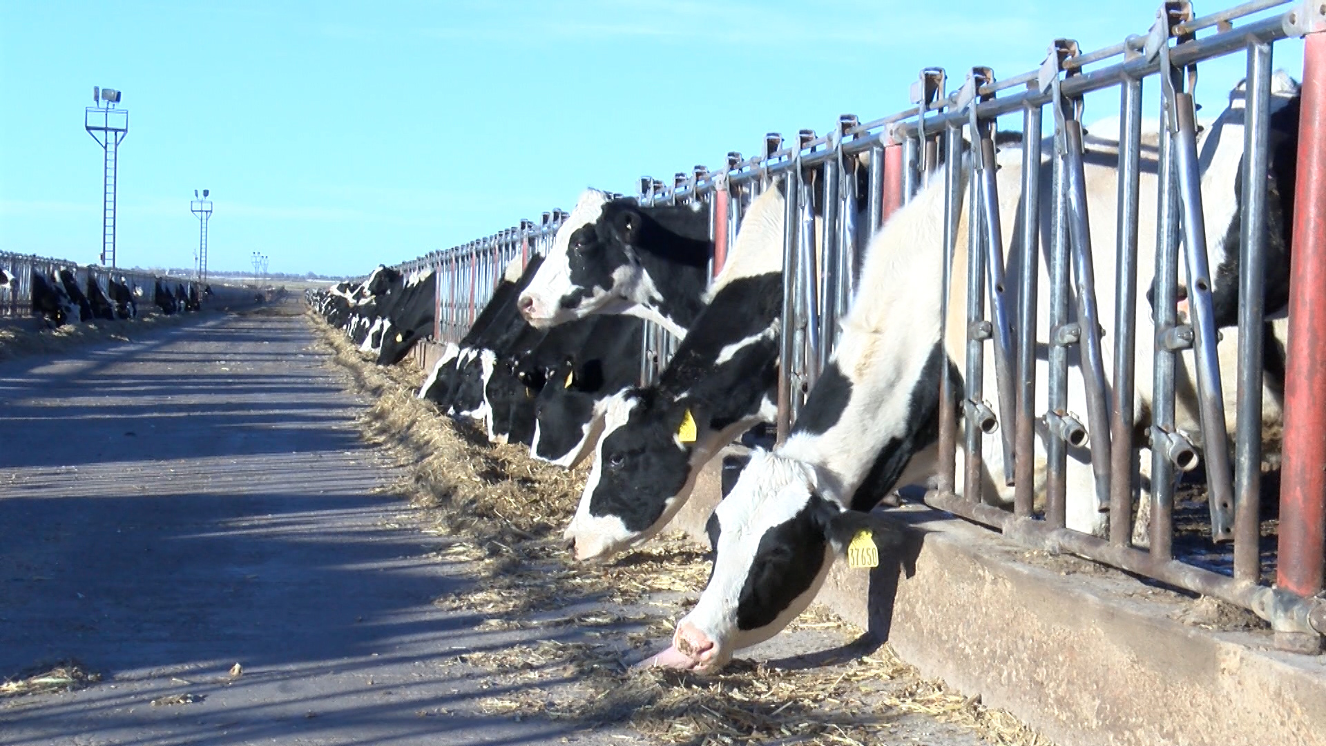I-Team: PFAS chemicals destroying Clovis dairy, threatening communities nationwide