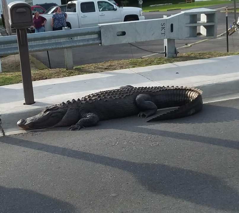 gator_1_1557106230827-842137440.jpg