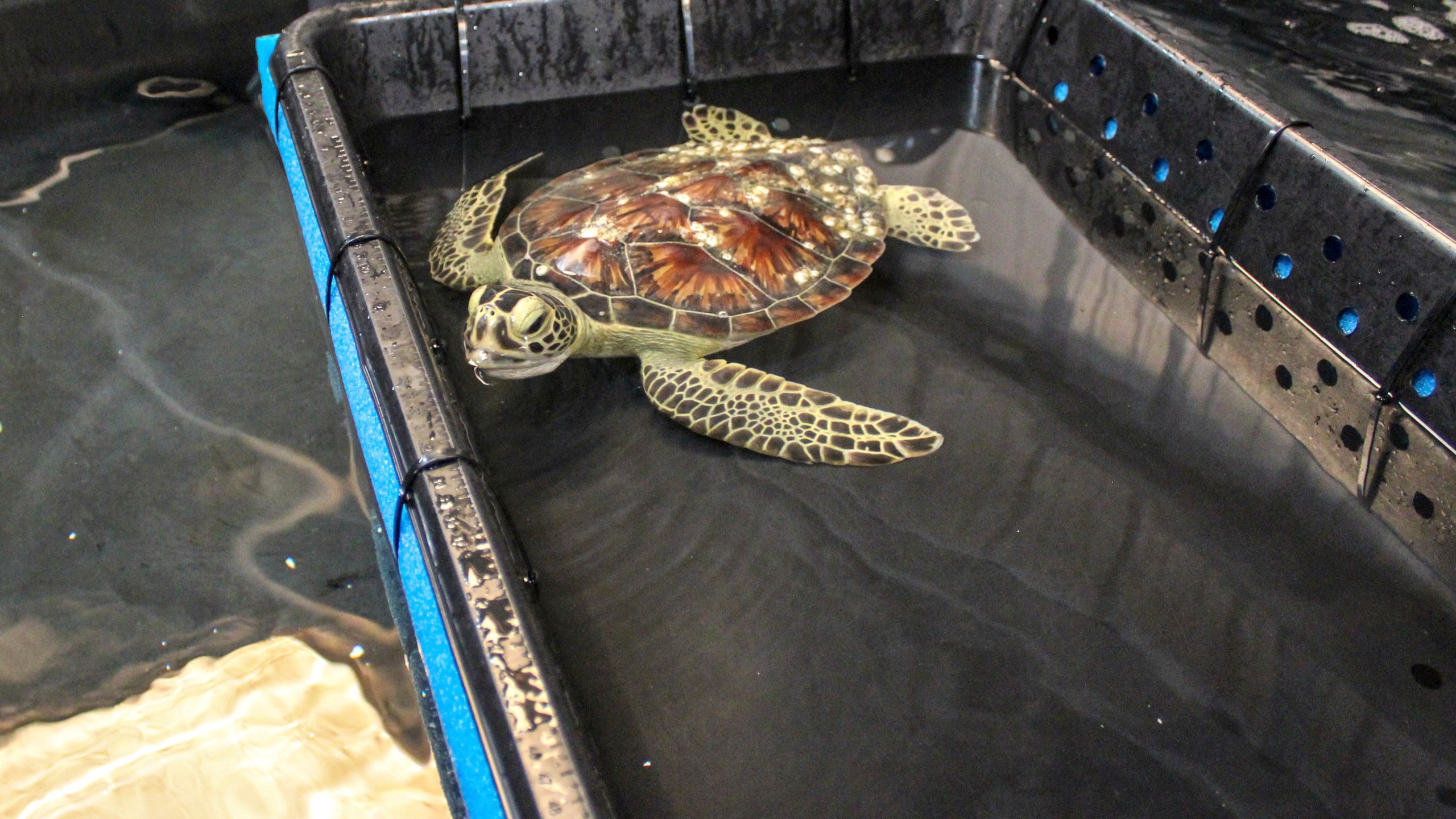 Severe Weather Texas Turtles_1559662808897