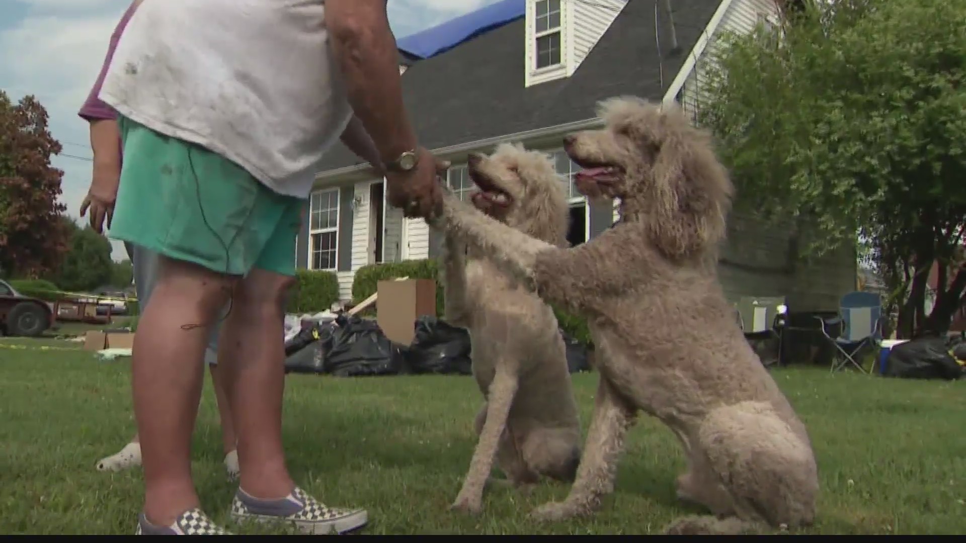 Poodle_in_Tennessee_saves_family_0_20190606214955-60044165