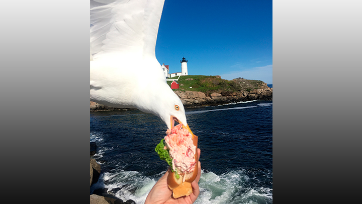 Seagull_1560283269965.jpg